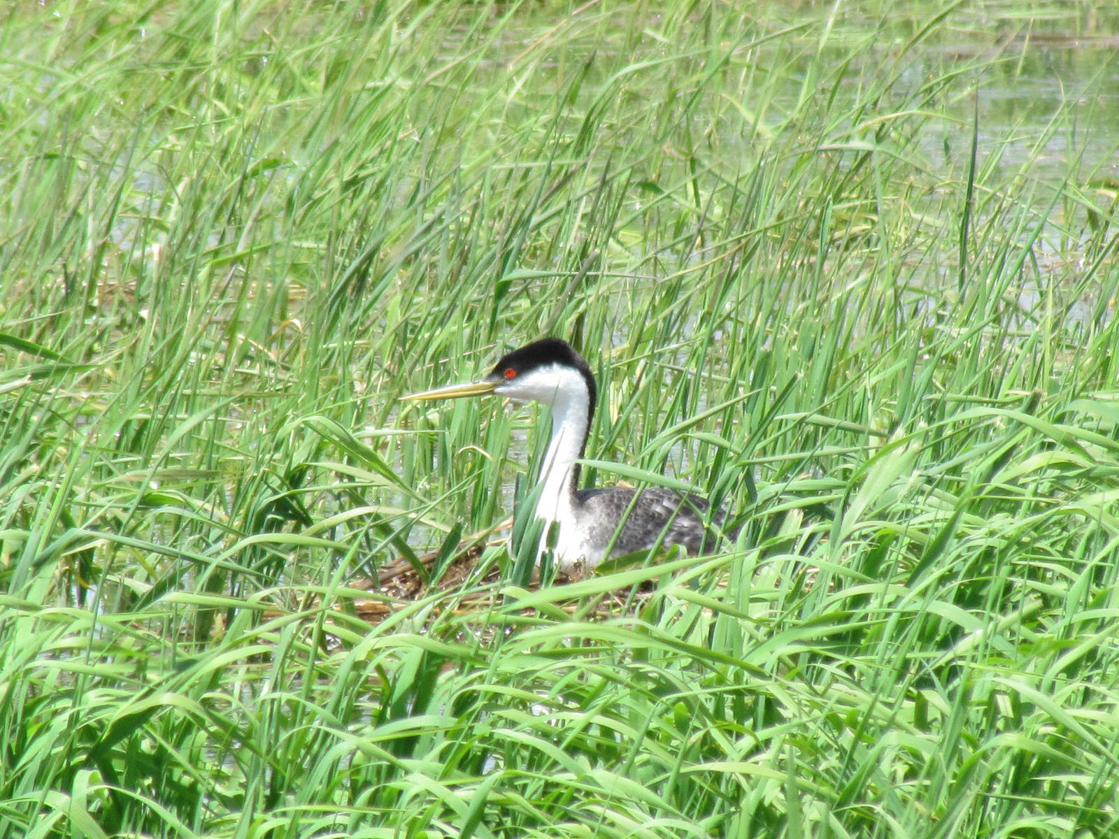 Western Grebe on nest
