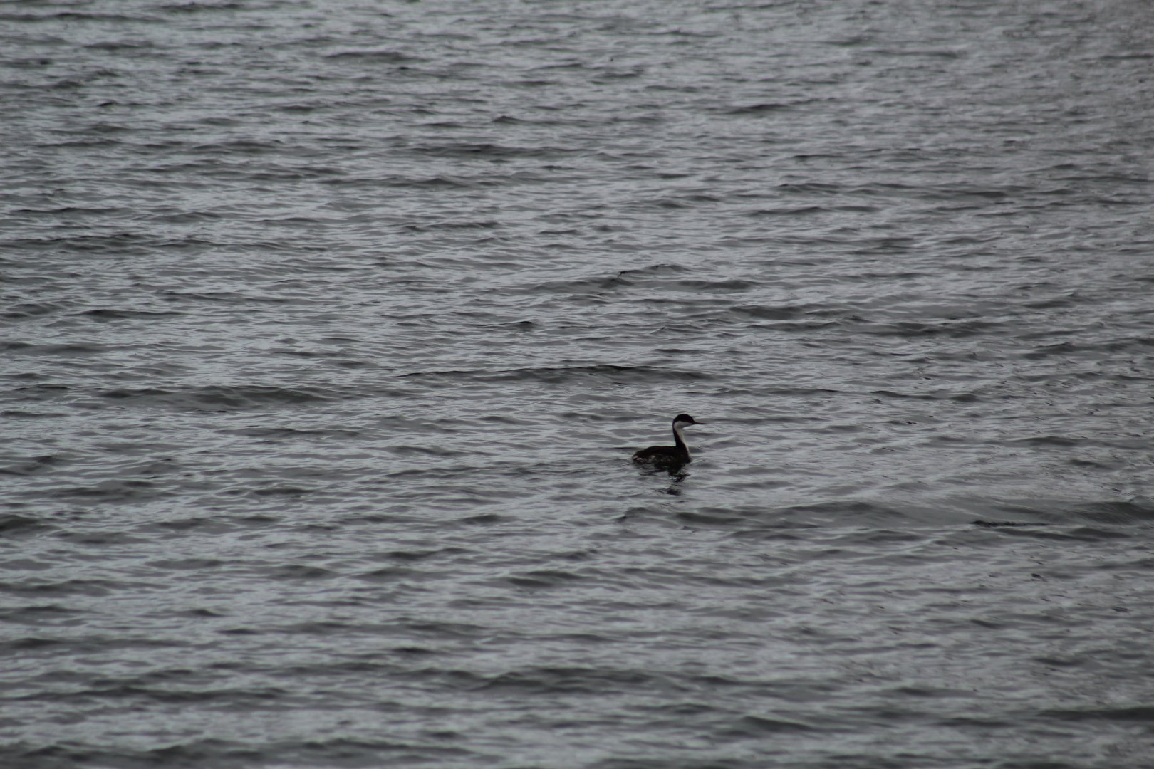 Western Grebe