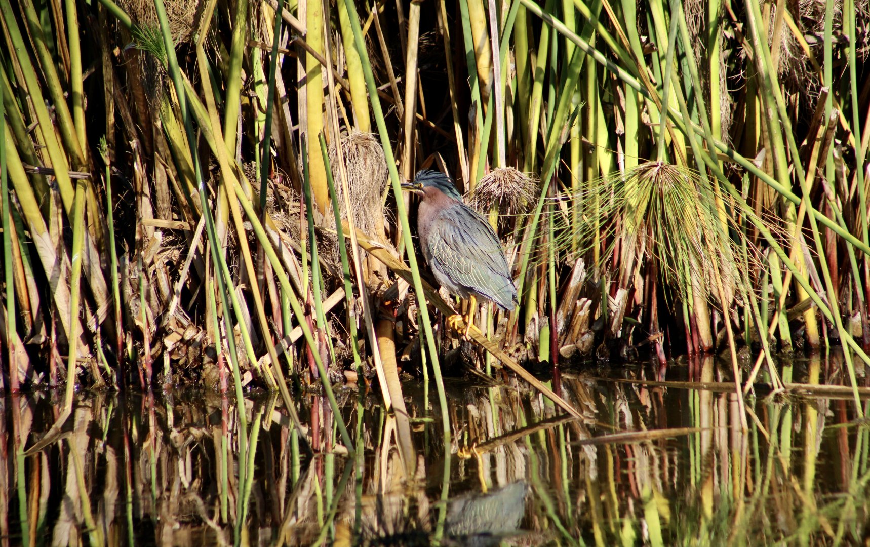 Western Green Heron (Butorides virescens anthonyi) wild