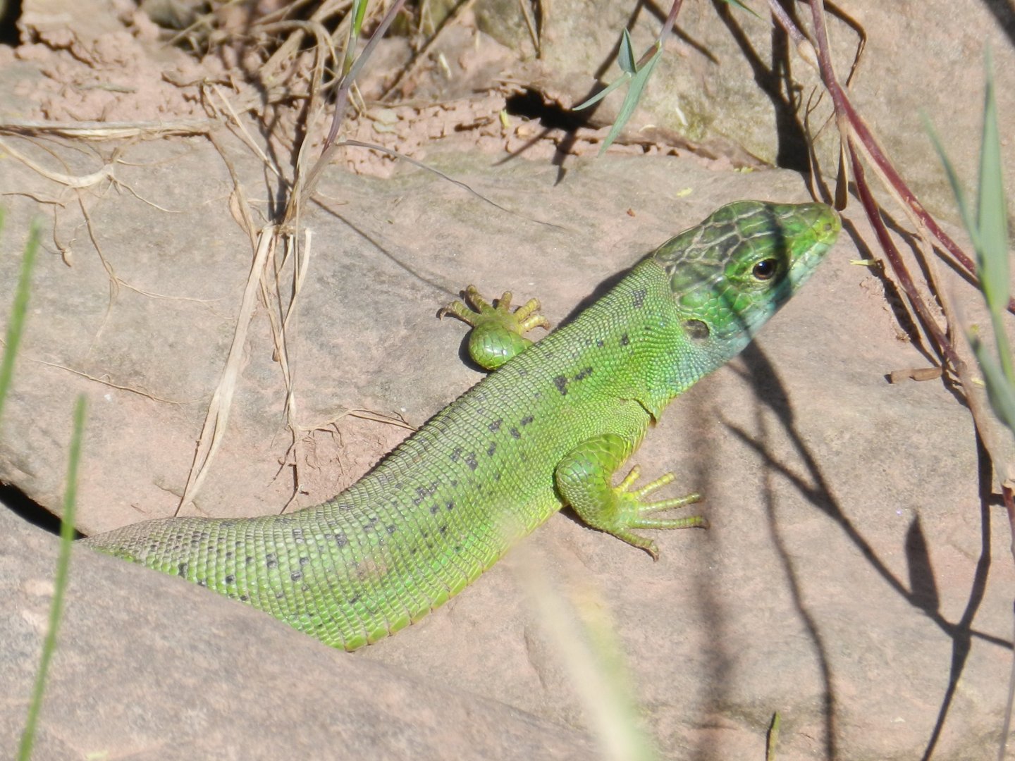 Western Green Lizard, Lacerta bilineata