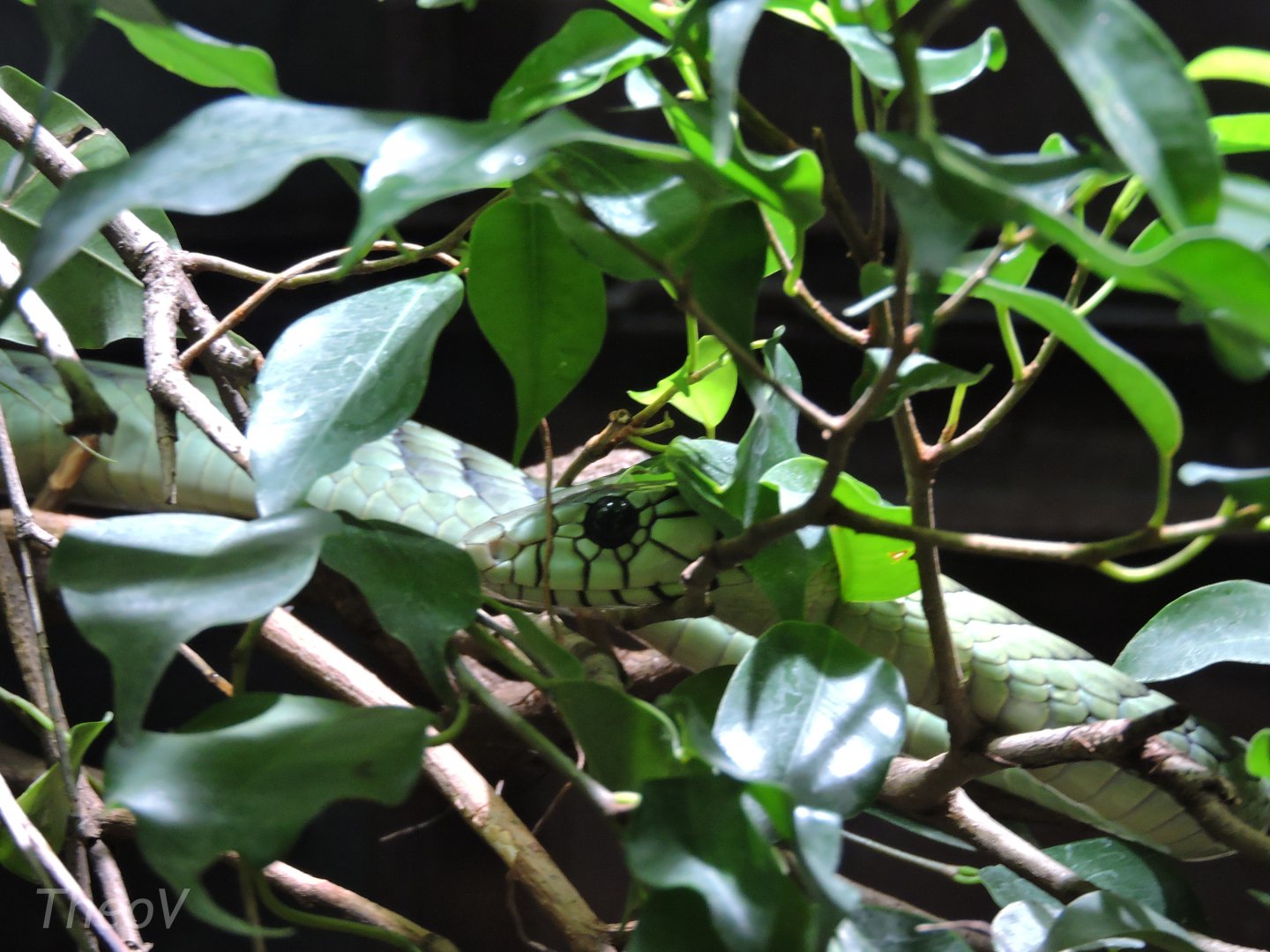 Western green mamba [2015]