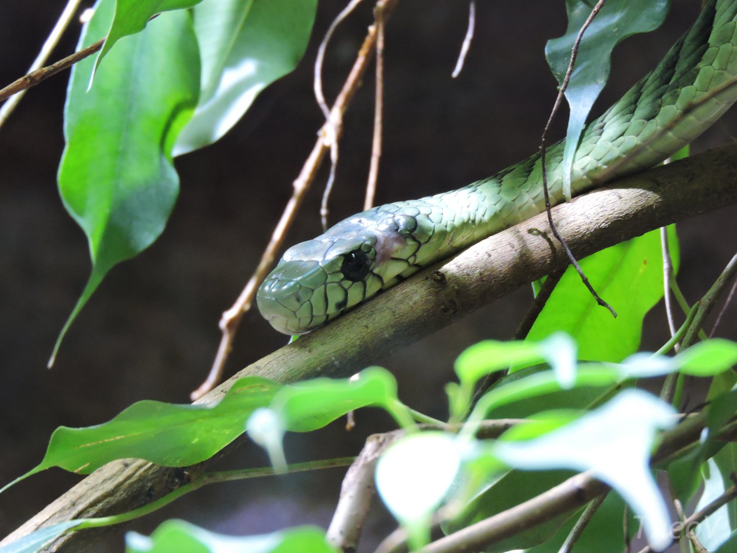Western green mamba [2015]