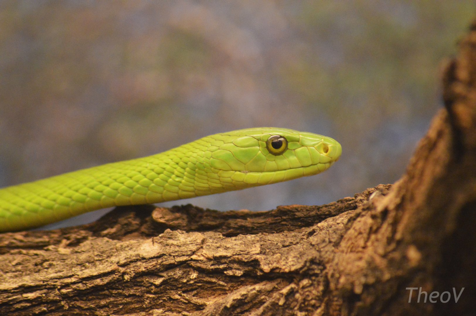 Western green mamba [2017]