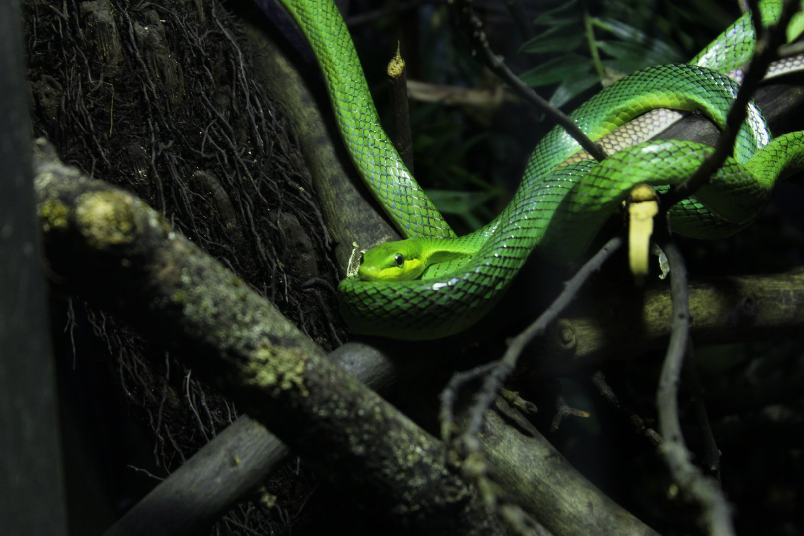 Western Green Mamba, December 2017