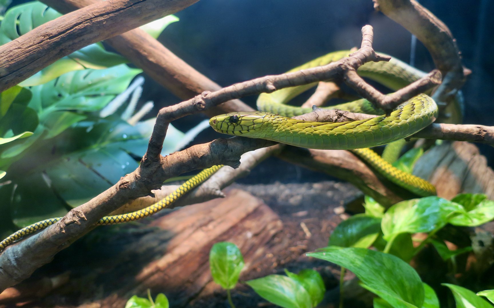 Western Green Mamba (Dendroaspis viridis)