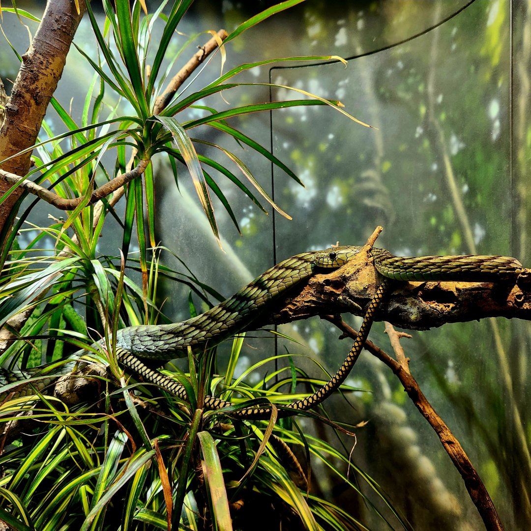 Western Green Mamba (Dendroaspis viridis)