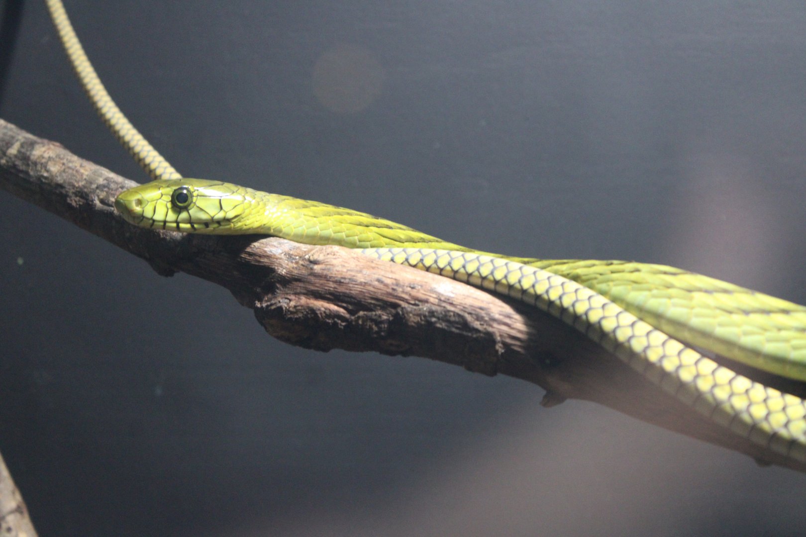 Western Green Mamba (Dendroaspis viridis)