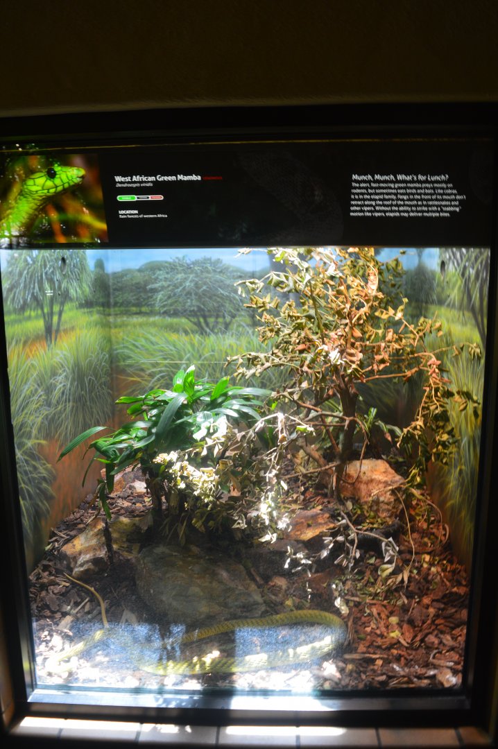 Western Green Mamba Terrarium