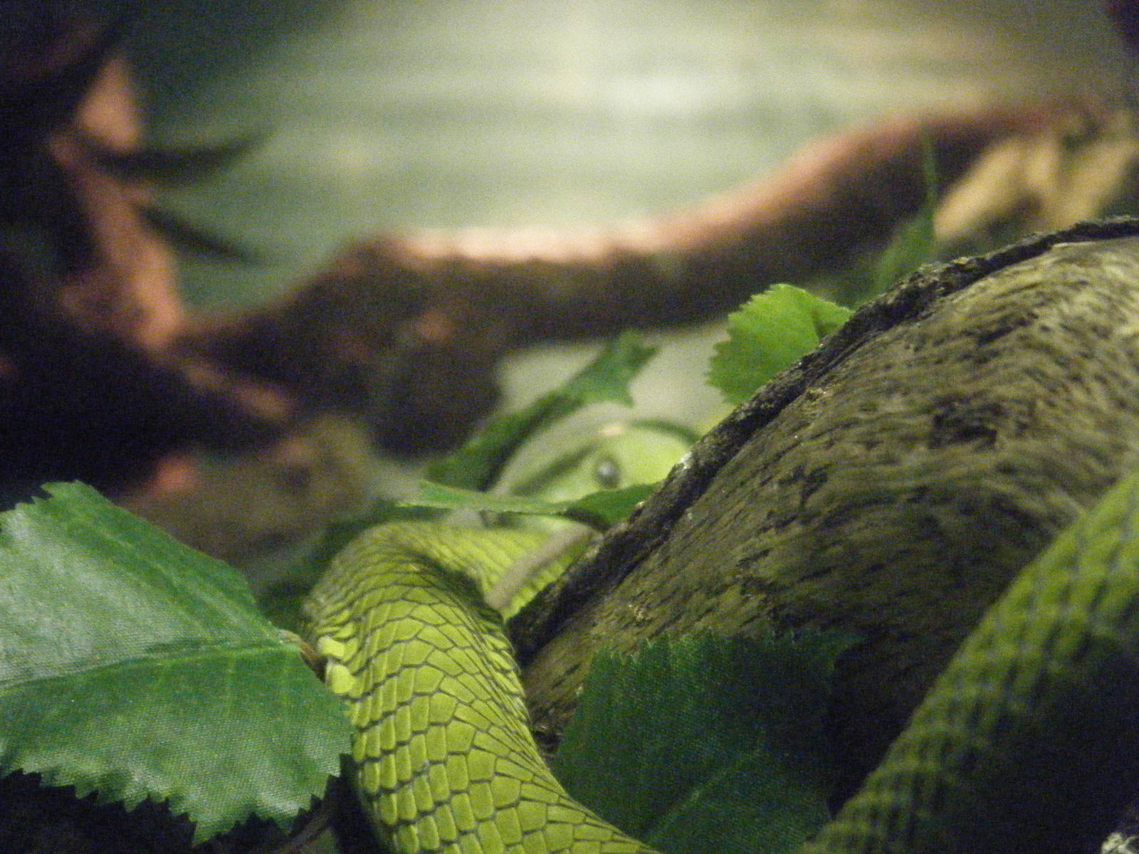 Western Green Mamba