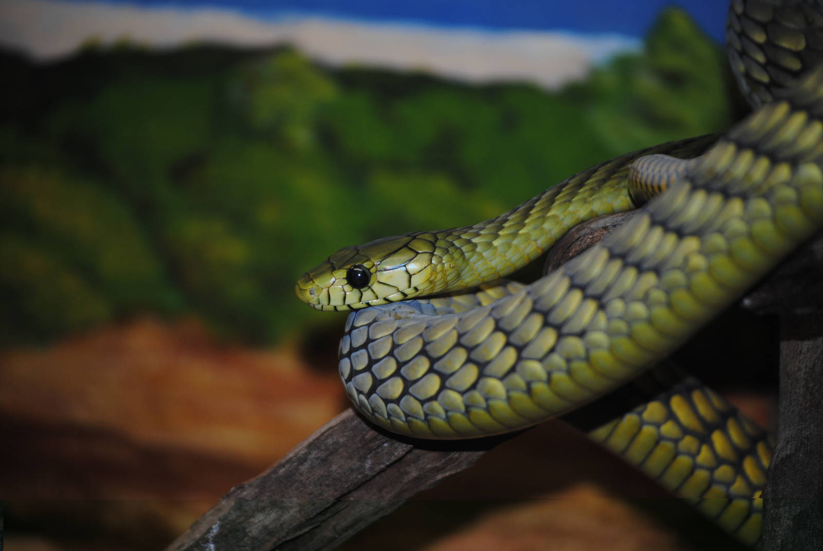 Western Green Mamba