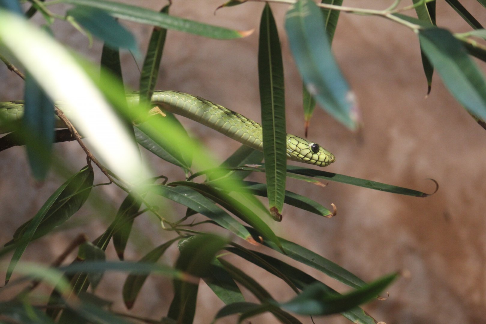 Western Green Mamba