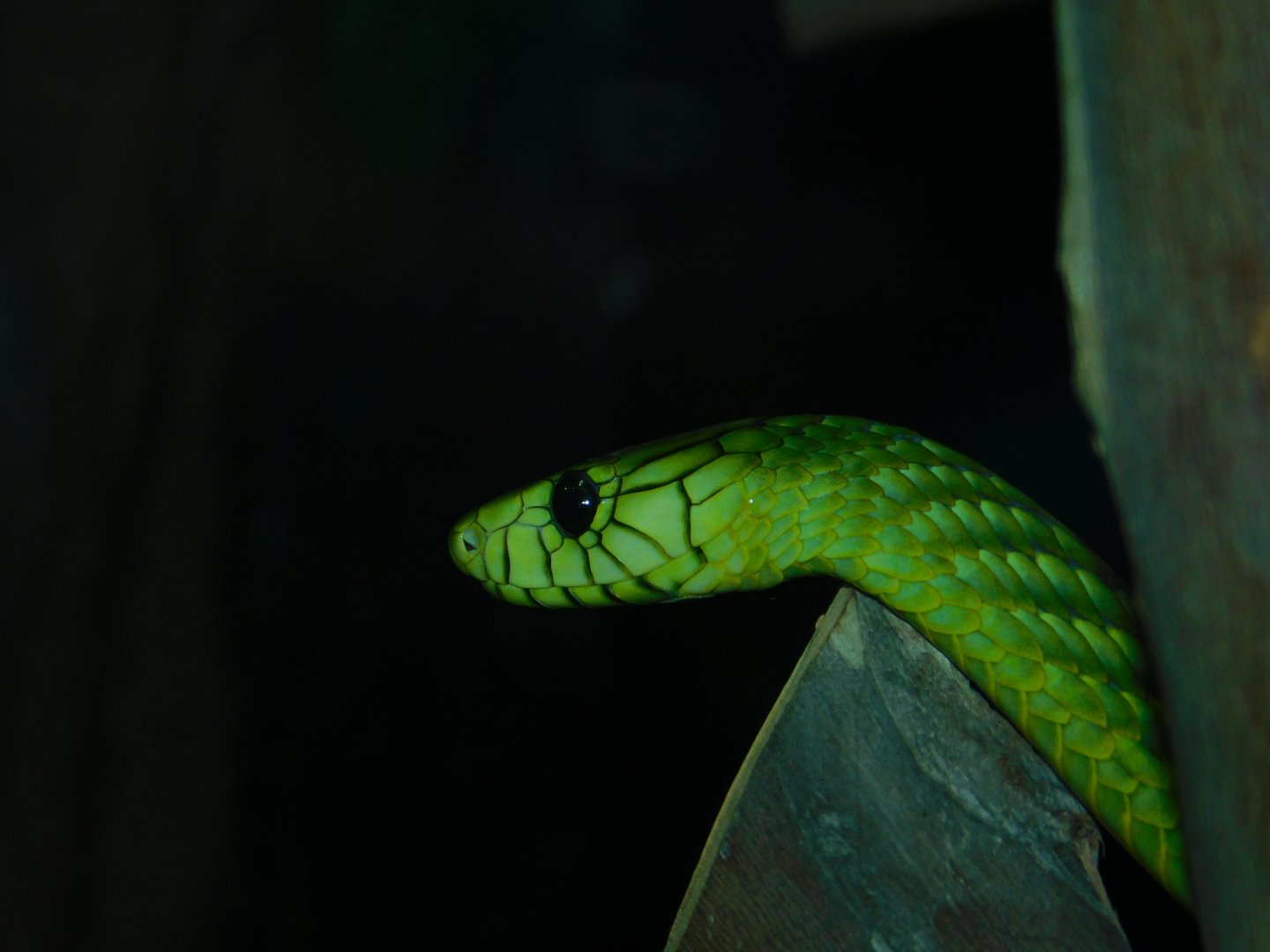 Western Green Mamba