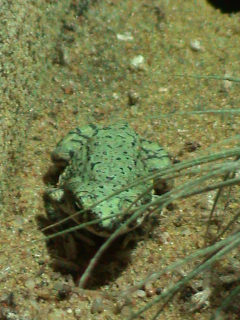 western green toad (bufo debilis) 030910