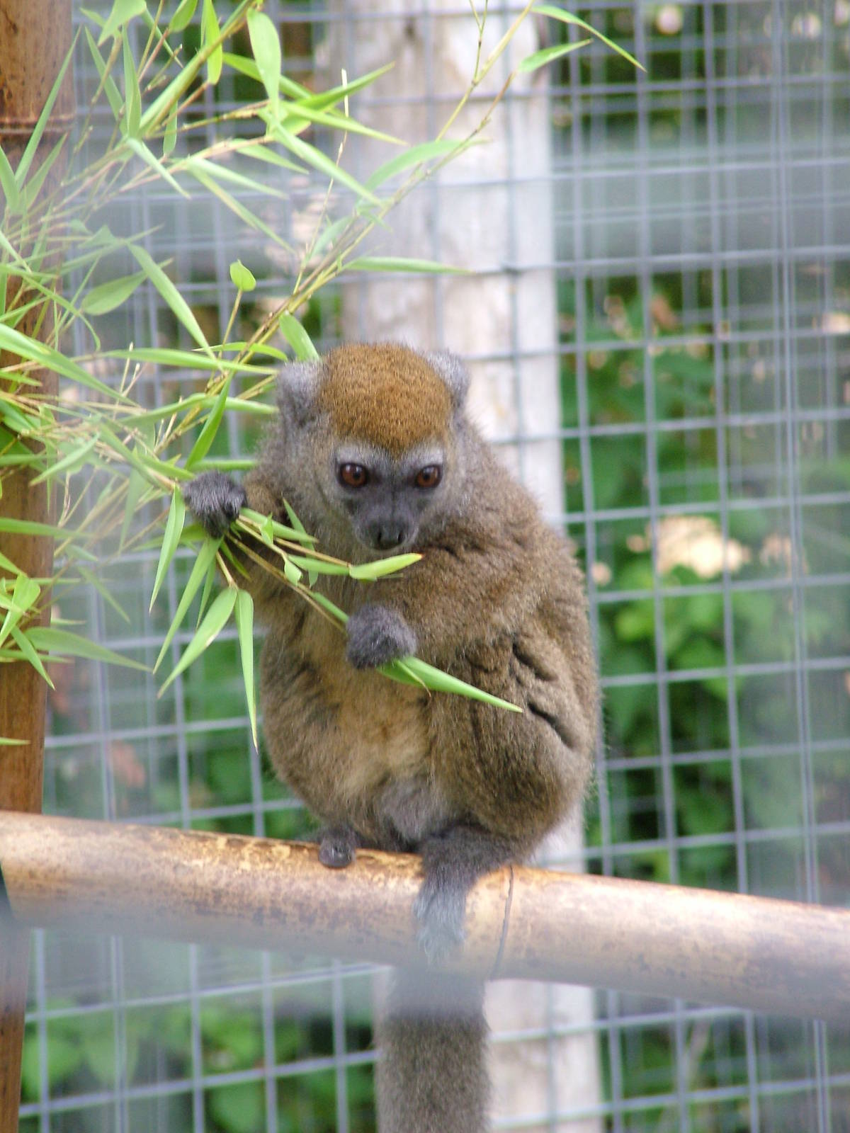 Western Grey Gentle Lemur at the RSCC, 31/07/10