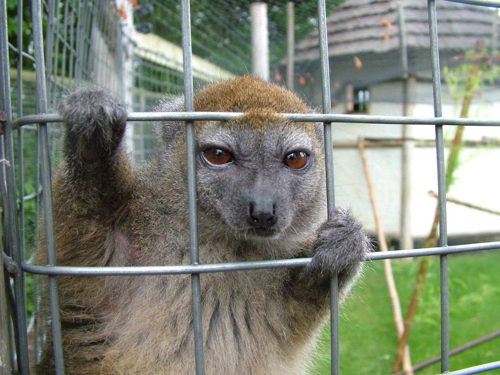 Western Grey Gentle Lemur at the RSCC, 31/07/10