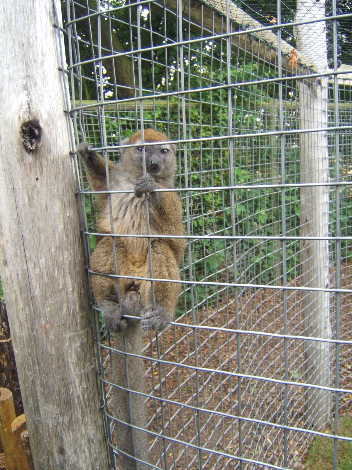 Western Grey Gentle Lemur