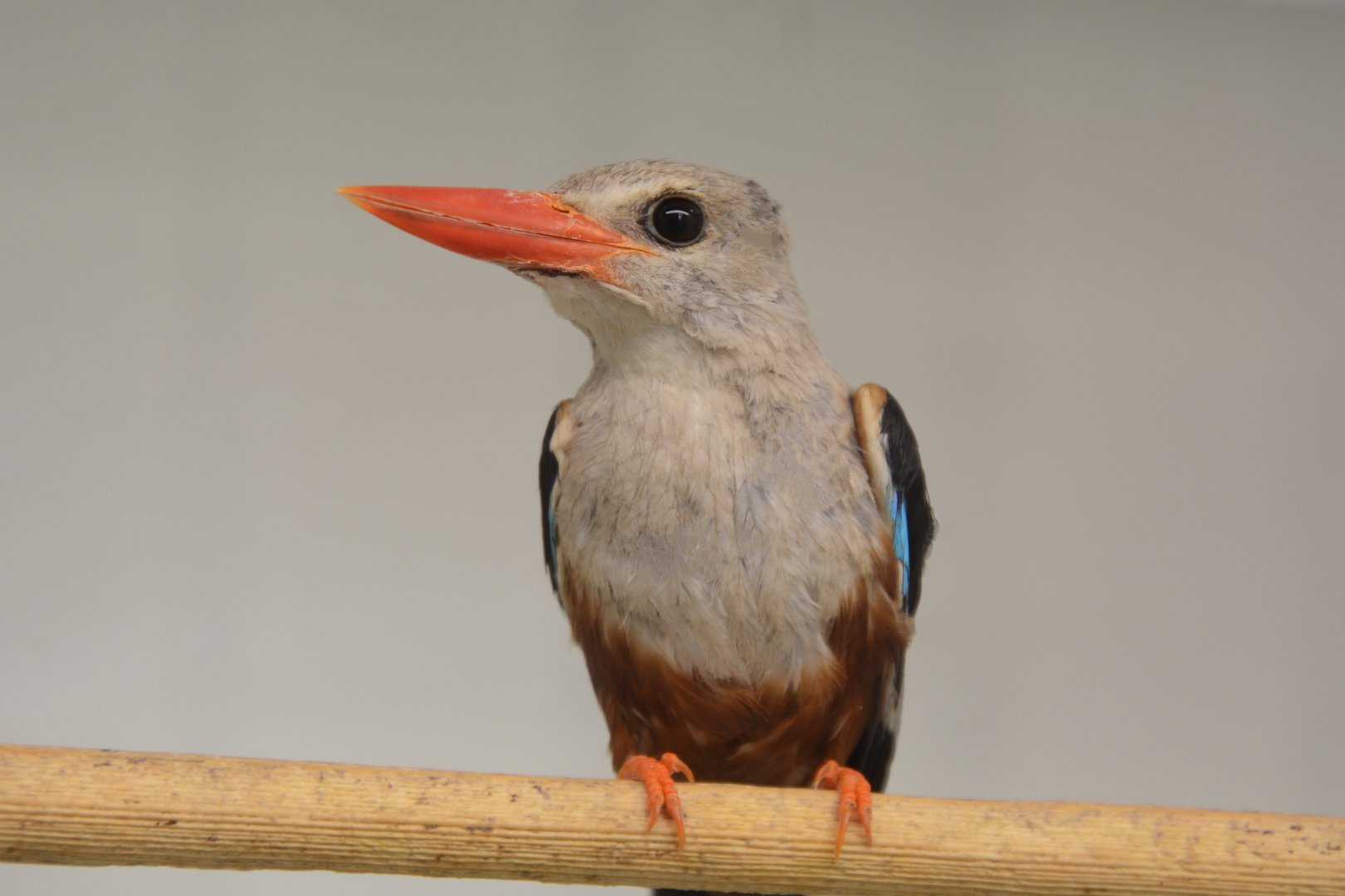 Western grey-headed kingfisher (Halcyon leucocephala leucocephala)