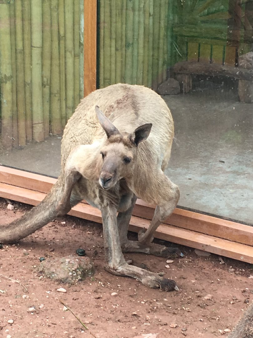 Western grey kangaroo 020817