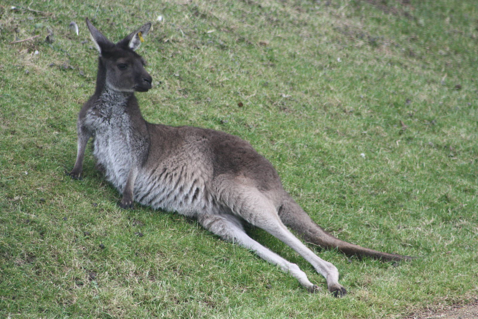 Western Grey Kangaroo, 18th February 2015