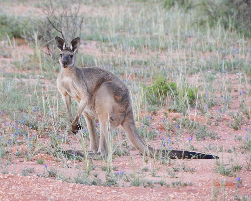 Western grey kangaroo  2.