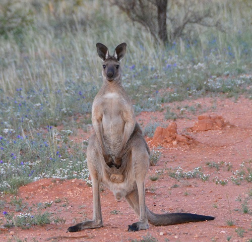 Western grey kangaroo. 3