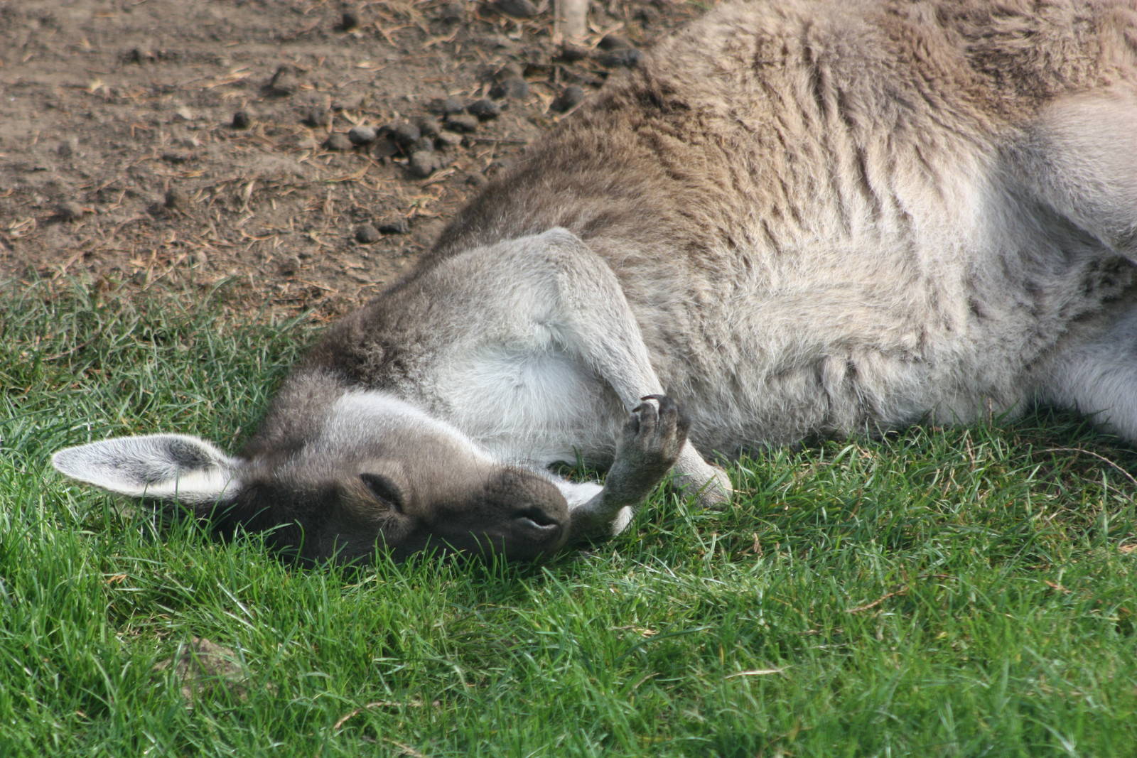 Western Grey Kangaroo, 30th September 2014