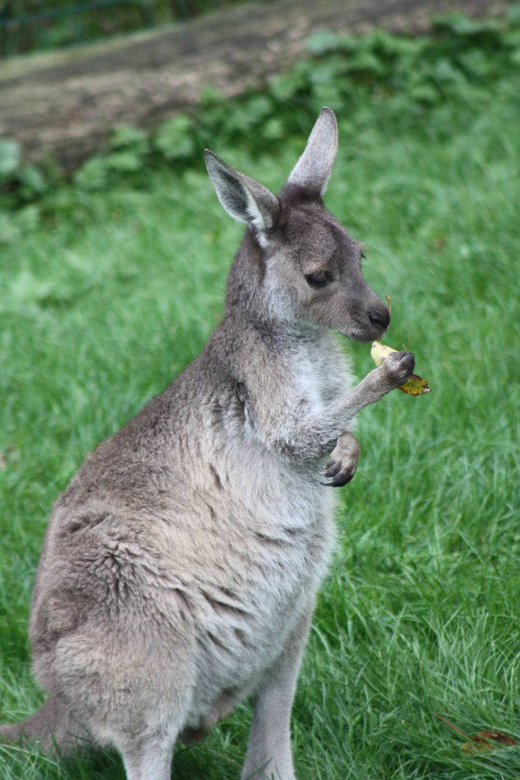 Western Grey Kangaroo, 30th September 2014