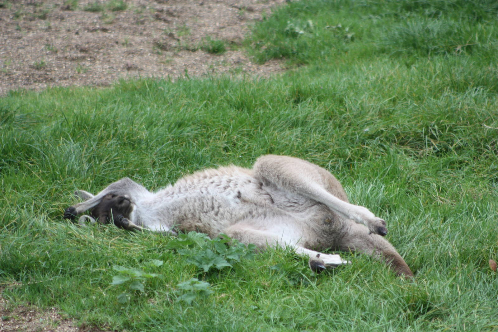 Western Grey Kangaroo, 30th September 2014