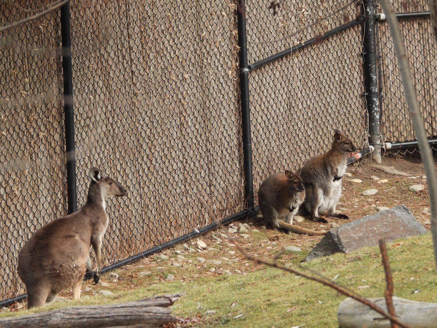 Western grey kangaroo and Bennett's wallabies