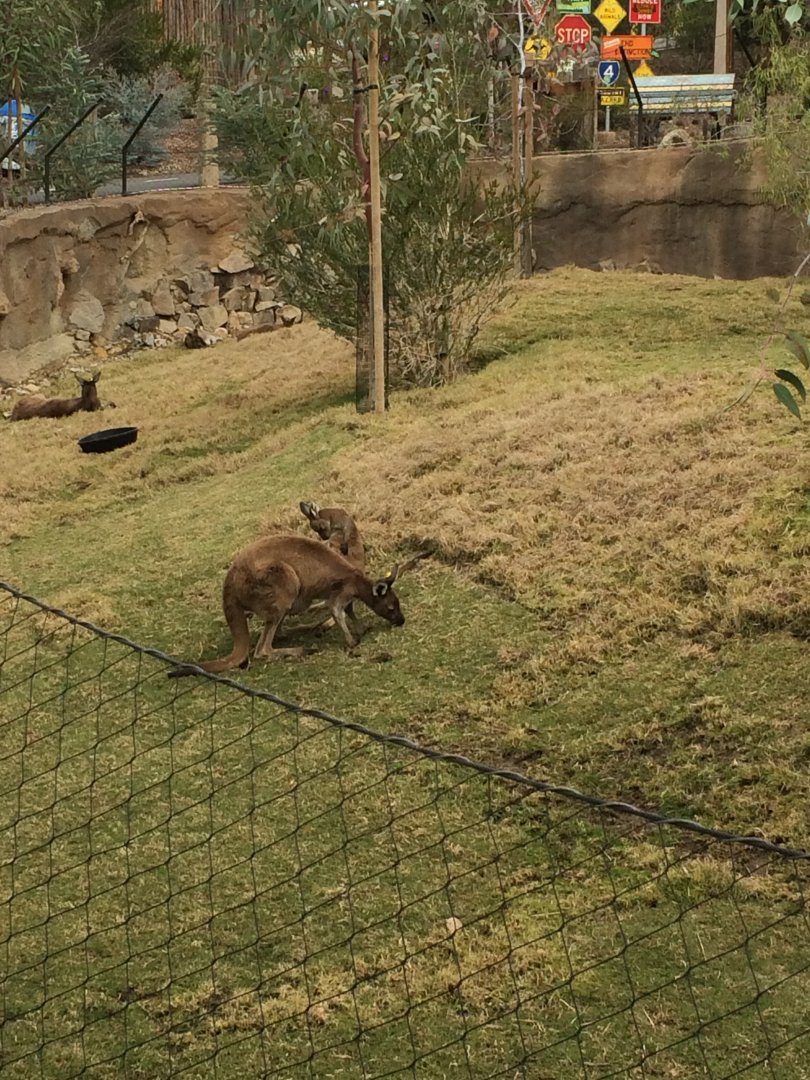 Western Grey Kangaroo and Joey