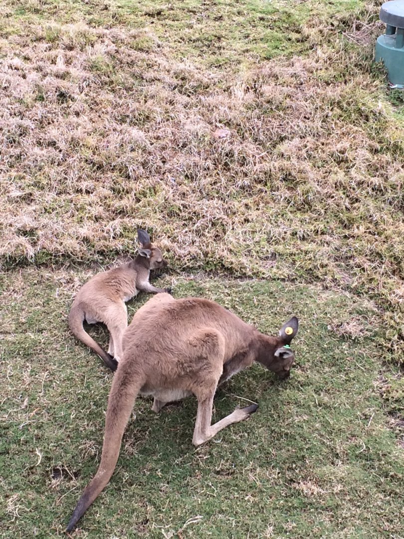 Western Grey Kangaroo and Joey