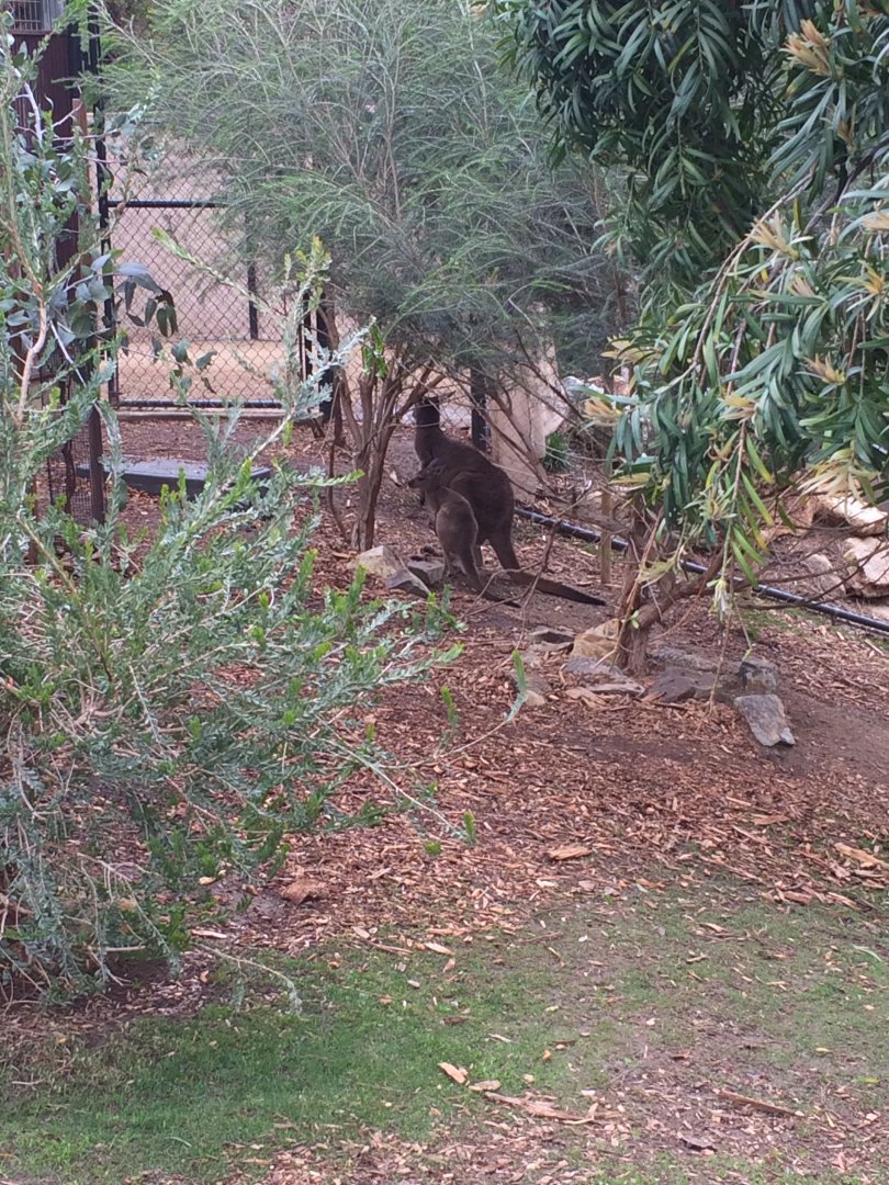 Western Grey Kangaroo and Joey