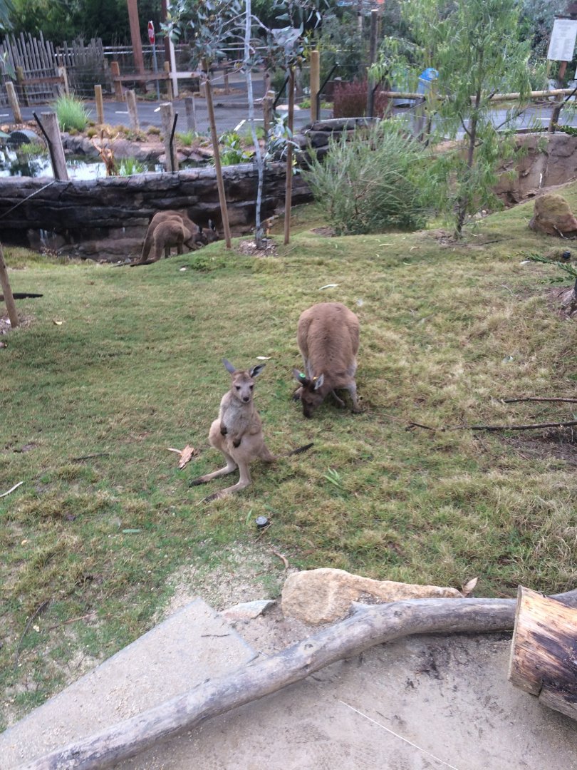 Western Grey Kangaroo and Joey