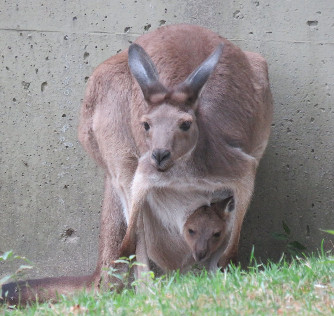 Western grey kangaroo and joey