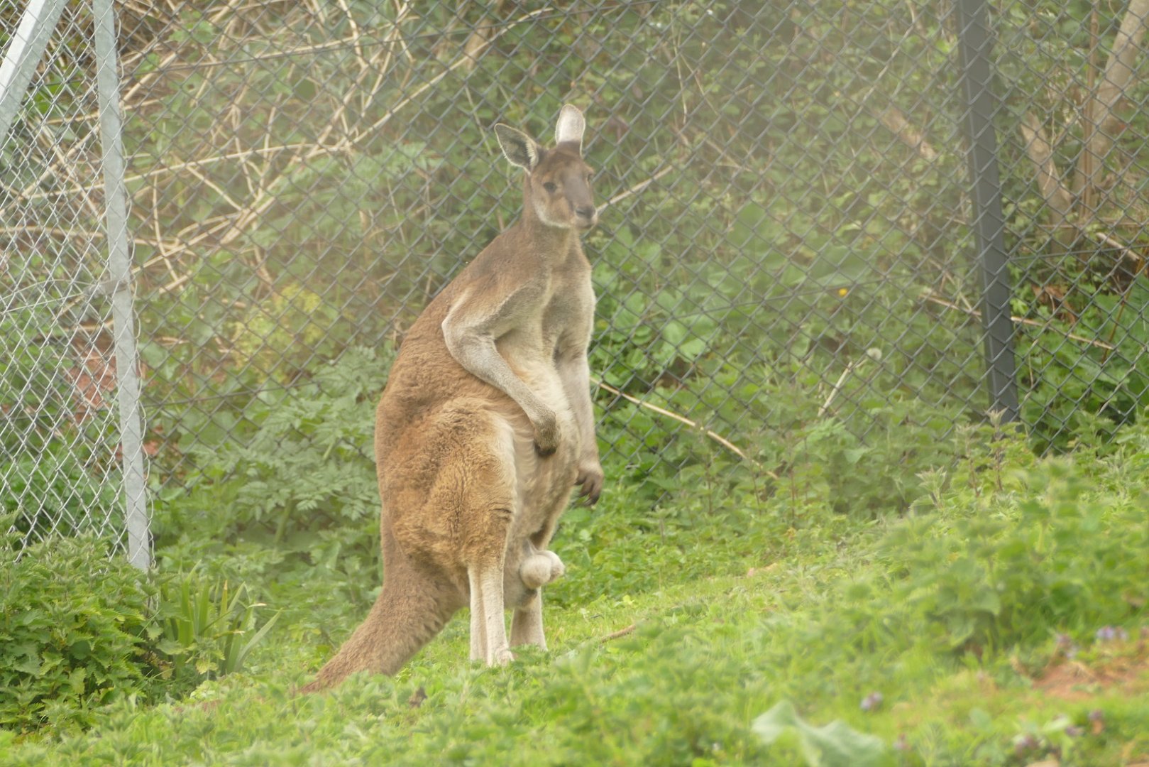 Western grey kangaroo, April 2021
