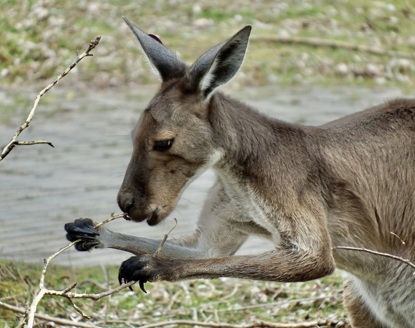 Western grey kangaroo - April 24, 2025