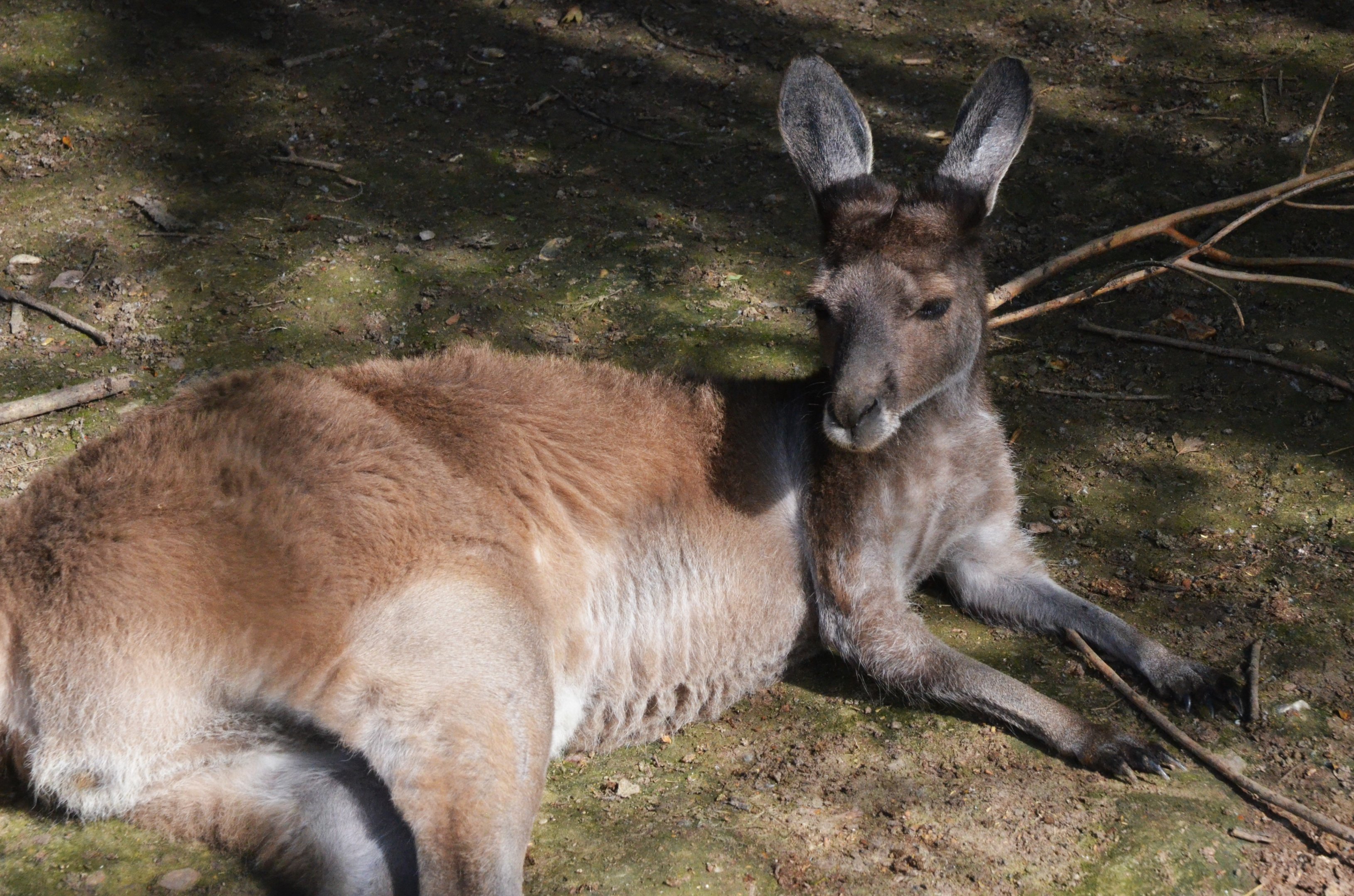 Western Grey Kangaroo at Biotropica, 16/06/18