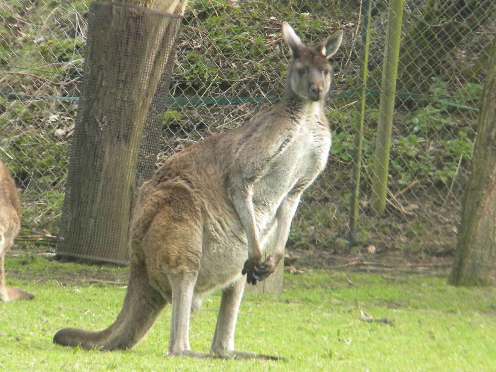 Western grey Kangaroo at Blackpool Zoo 26th March 2011