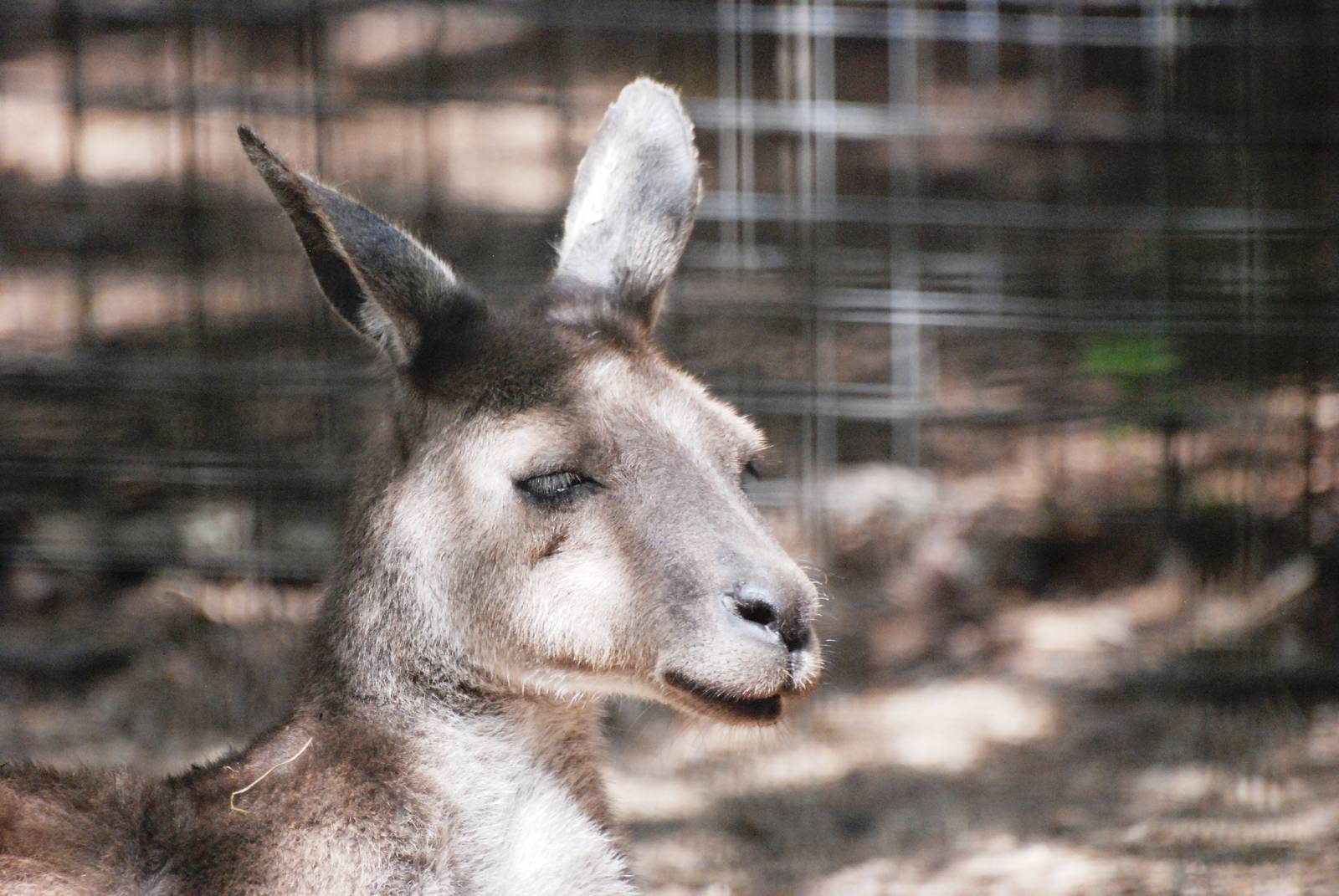 Western Grey Kangaroo at Dudley, 14/07/13