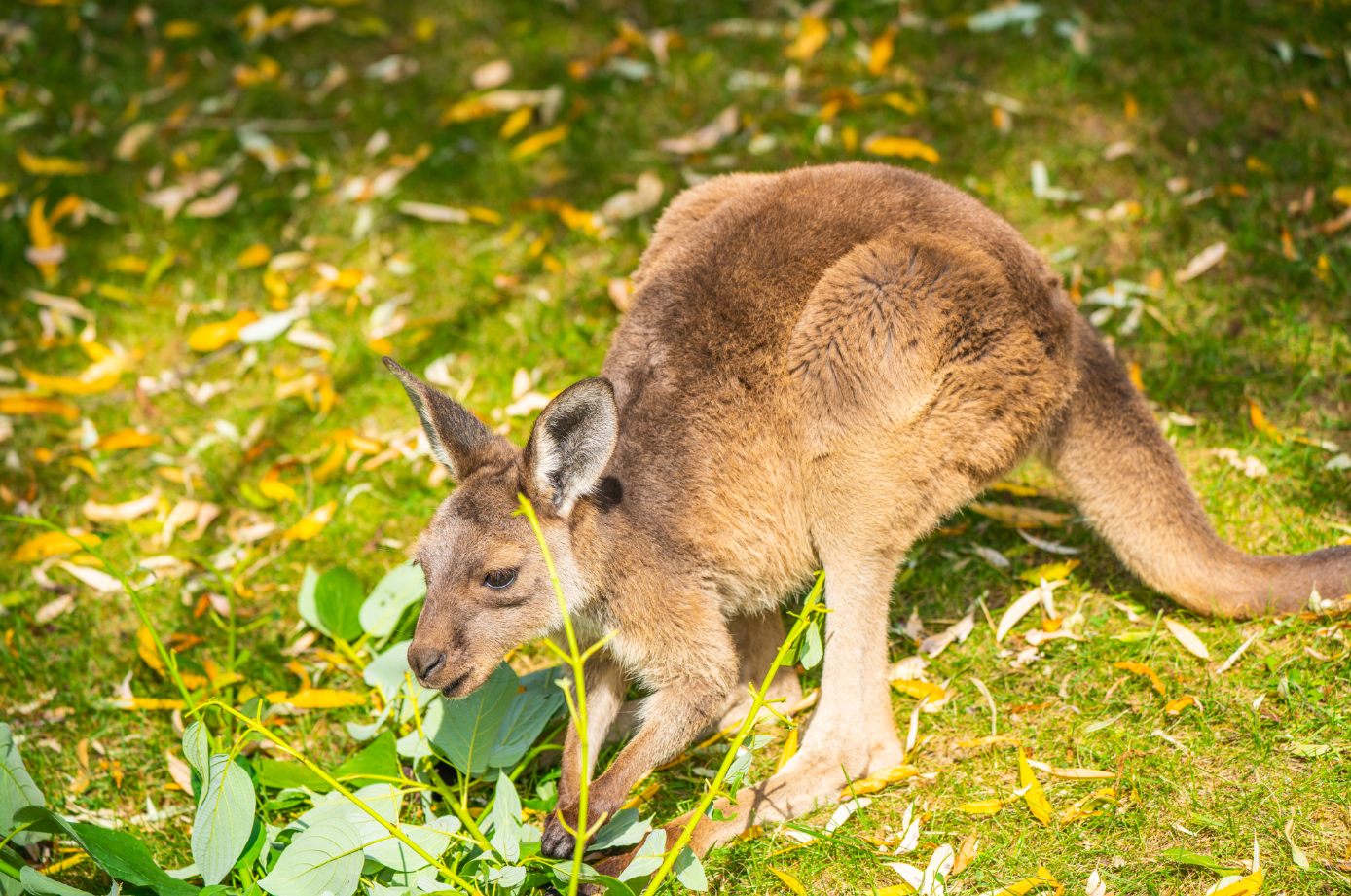 Western Grey Kangaroo boy 2020