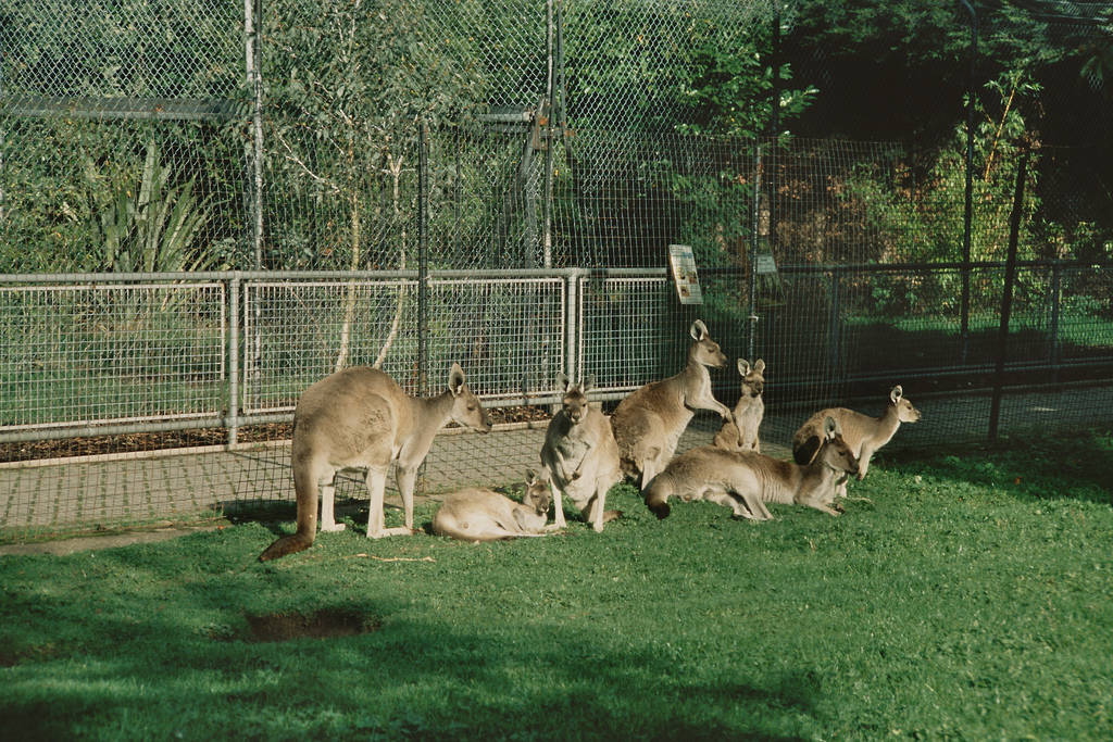 Western Grey Kangaroo, Chester Zoo
