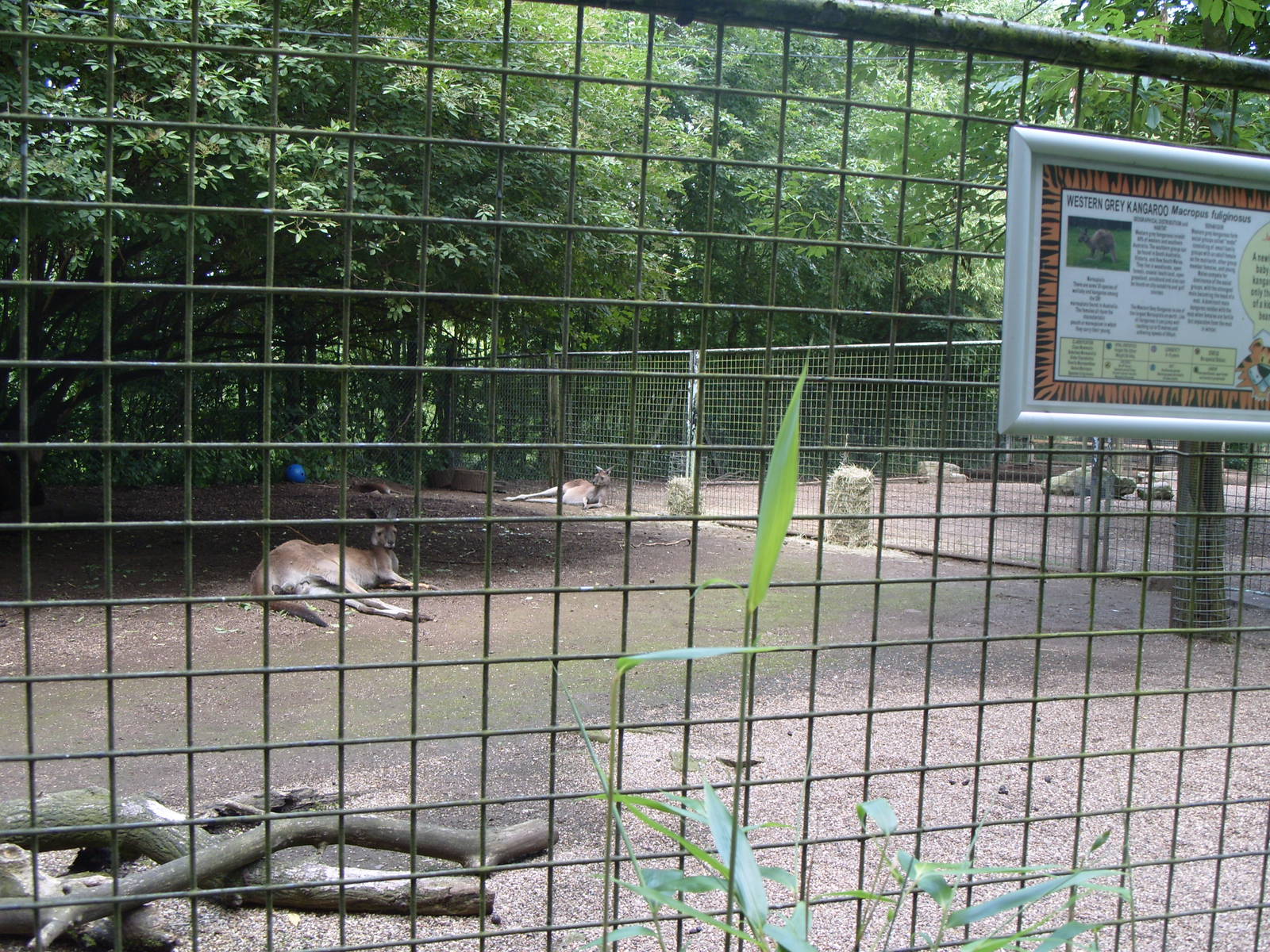 WESTERN GREY KANGAROO ENCLOSURE
