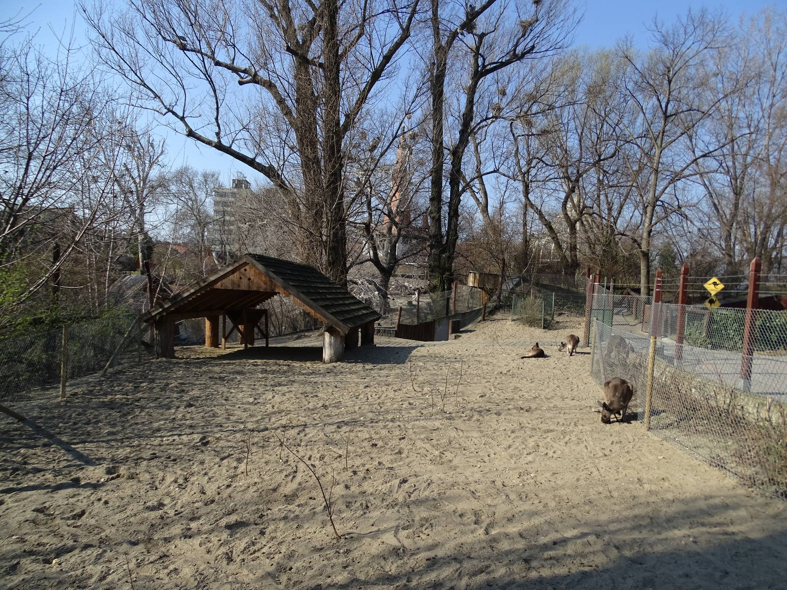 Western grey kangaroo enclosure