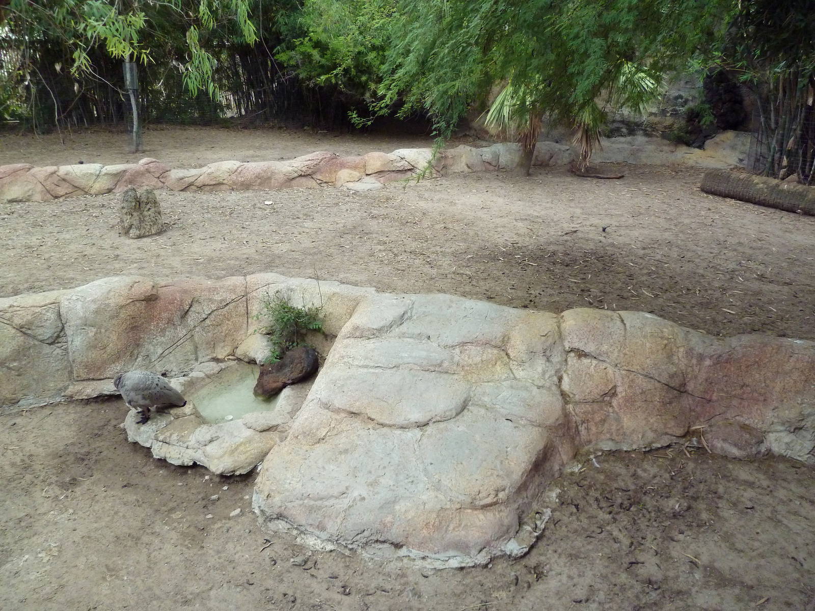Western Grey Kangaroo Exhibit