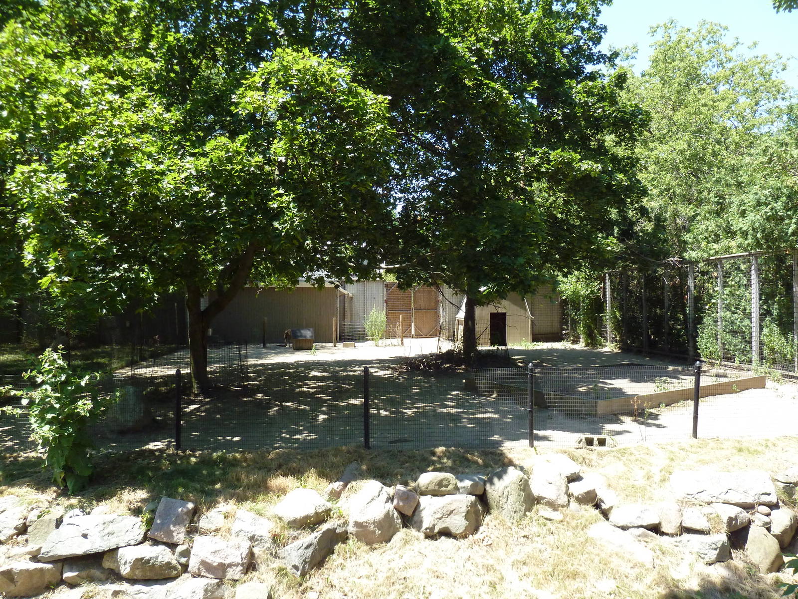 Western Grey Kangaroo Exhibit
