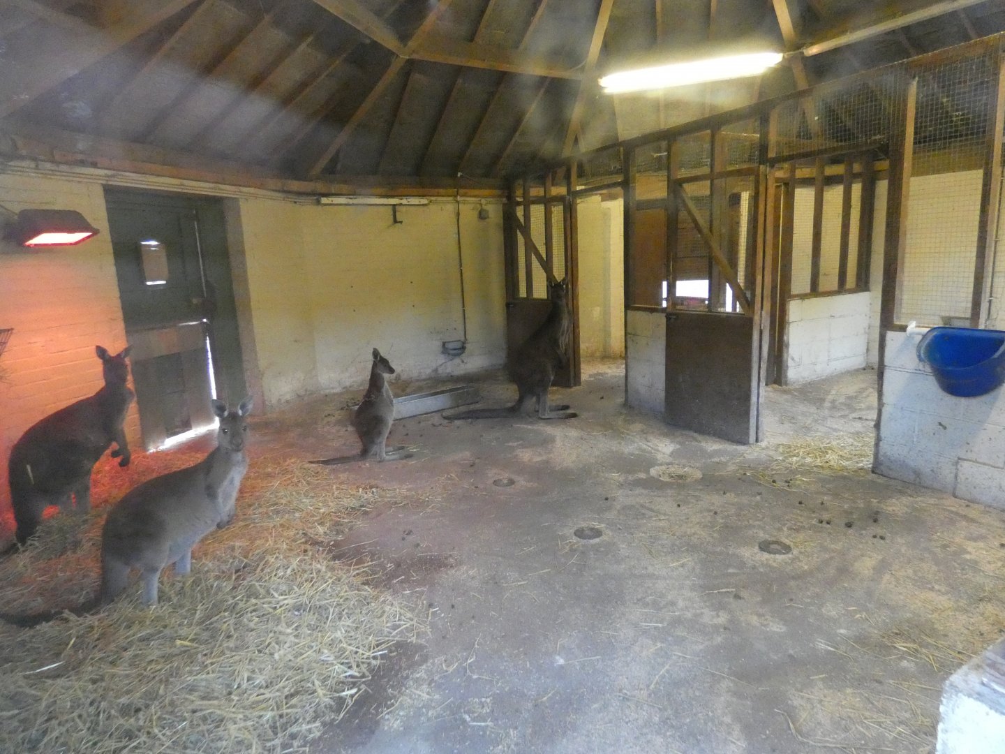 Western grey kangaroo indoor enclosure