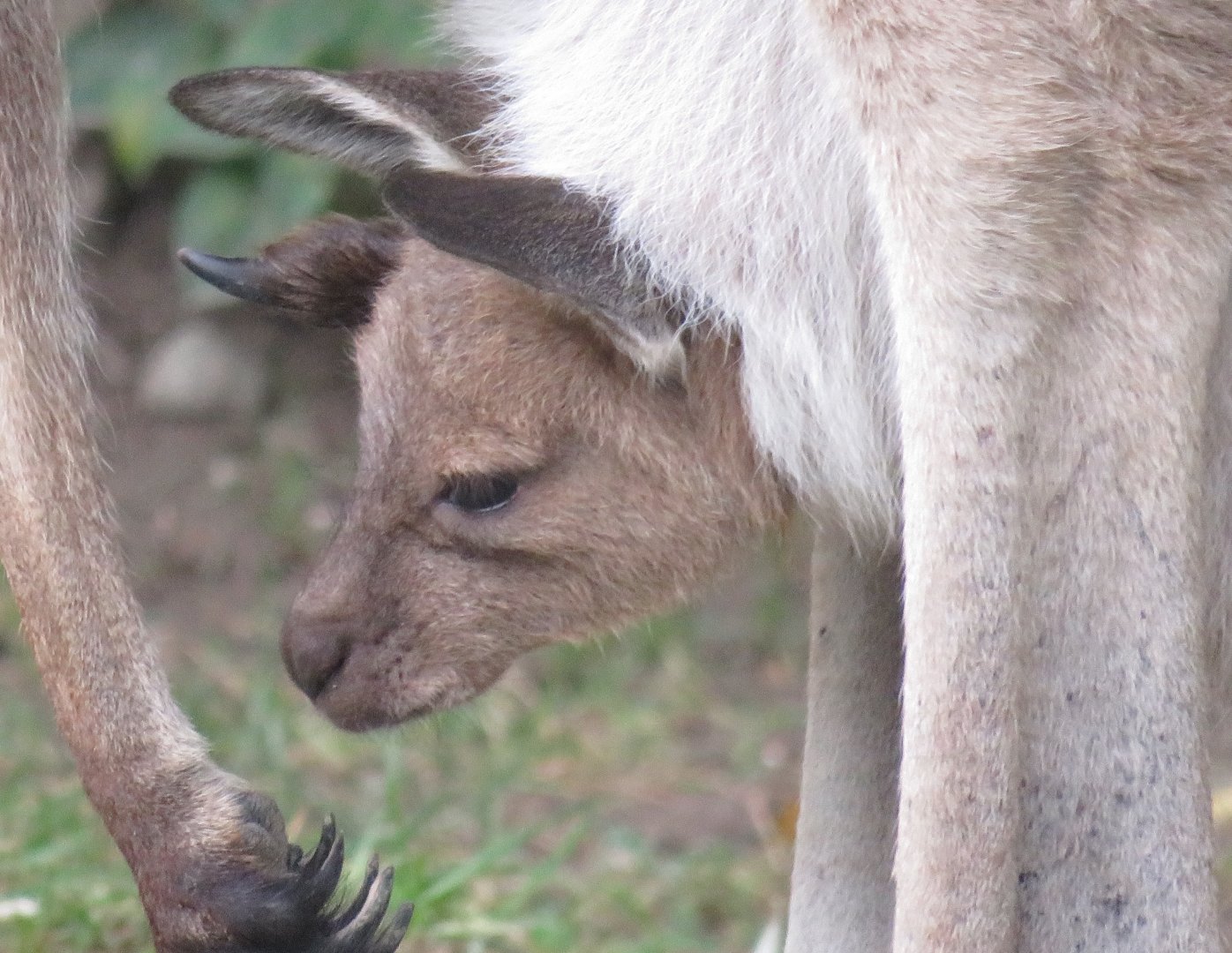 Western grey kangaroo joey
