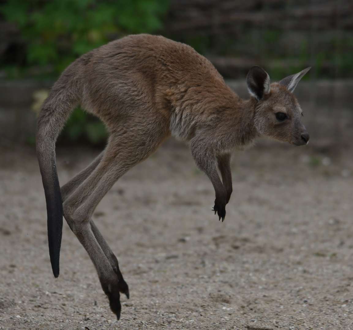 Western grey kangaroo joey