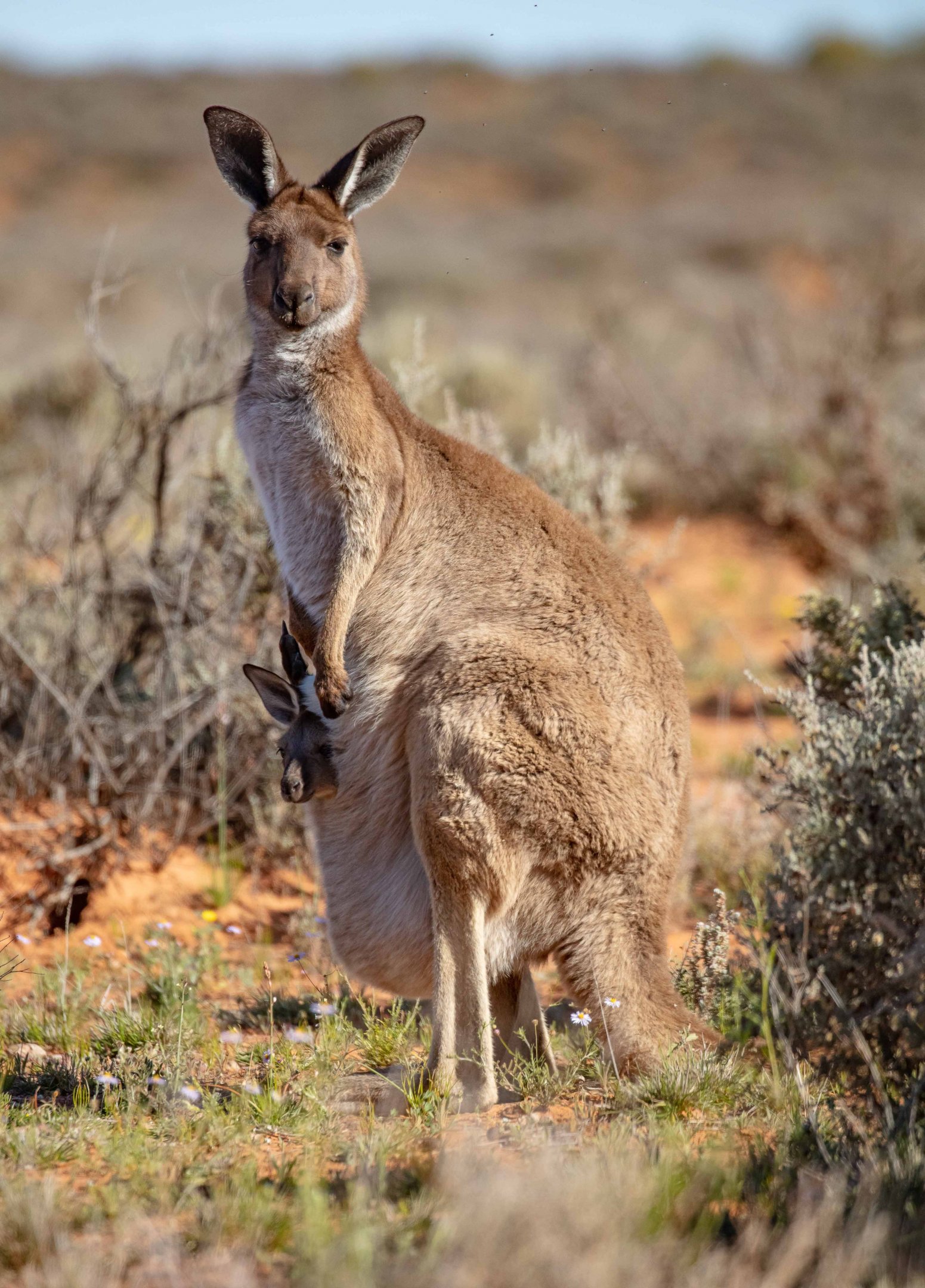 Western Grey Kangaroo & joey