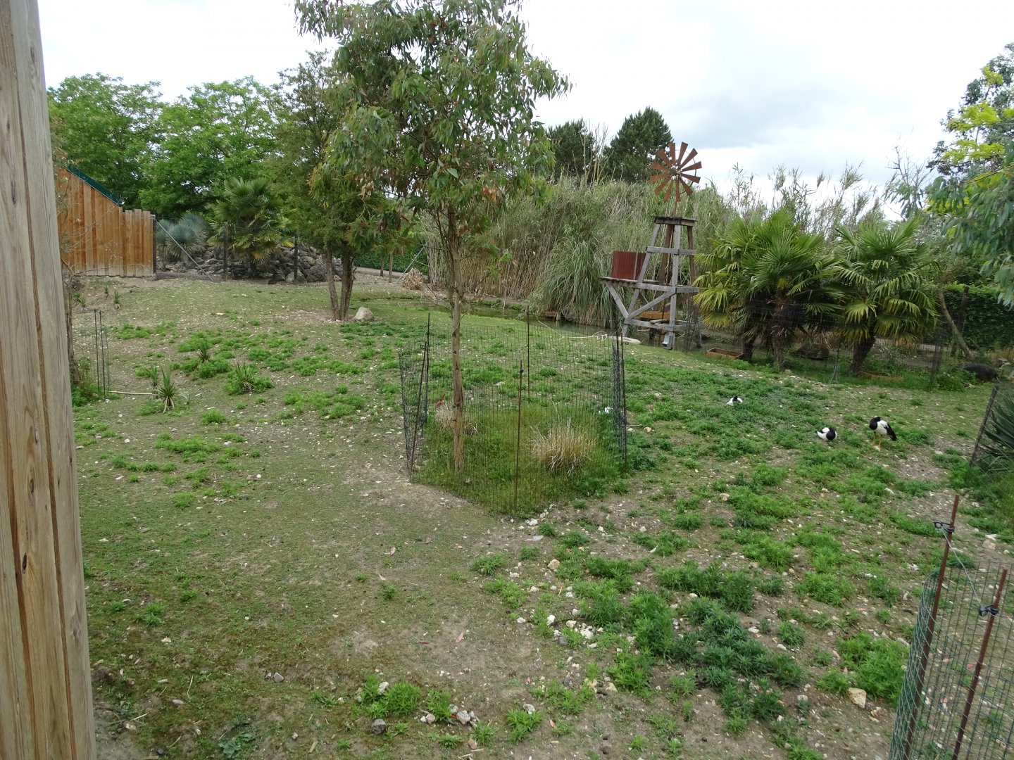 Western grey kangaroo (Macropus fuliginosus) and magpie goose (Anseranas semipalmata) exhibit